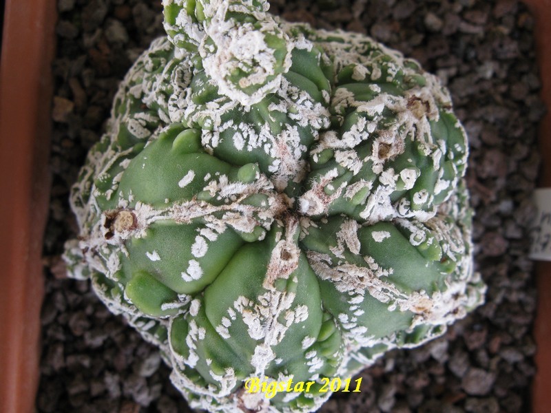 Astrophytum myriostigma cv. hannya fukuryu 