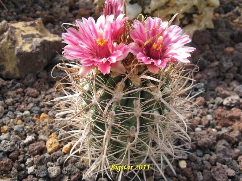 Ferocactus cv. bigstar 