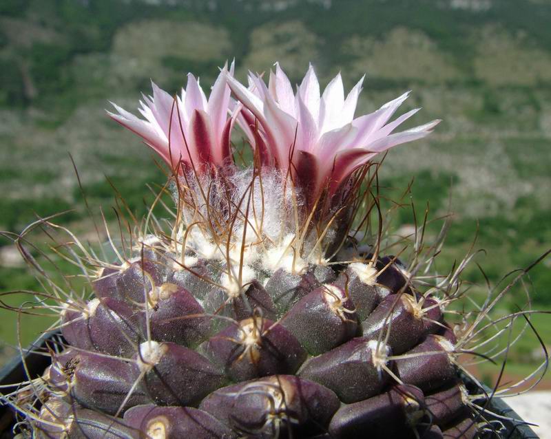 Turbinicarpus laui 