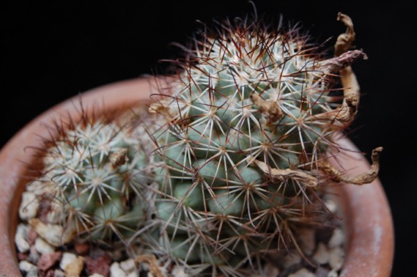 Mammillaria schumannii 