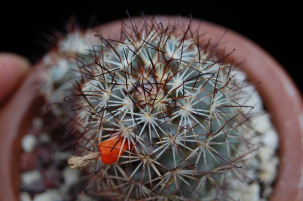 Mammillaria schumannii 