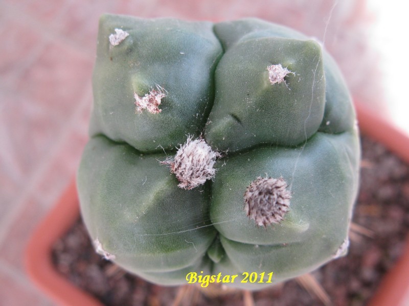 Astrophytum myriostigma cv. kikko 