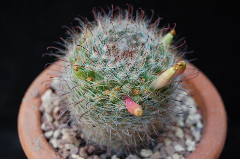 Mammillaria kunzeana 