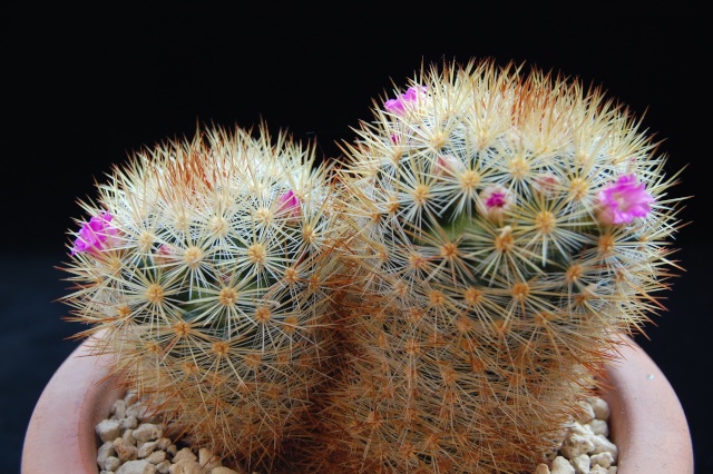 Mammillaria laui ssp. subducta 