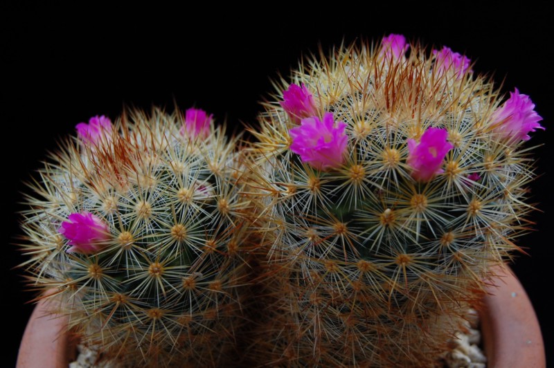 Mammillaria laui ssp. subducta 