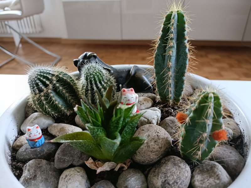 Cactofili - Forum di cactus e succulente :: Leggi argomento - I materiali  (Inerti)