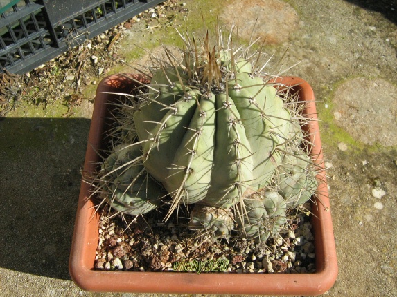 Copiapoa cinerea v. albispina 