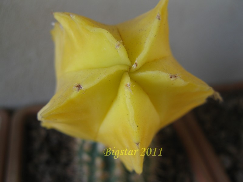 Astrophytum myriostigma f. variegatum 