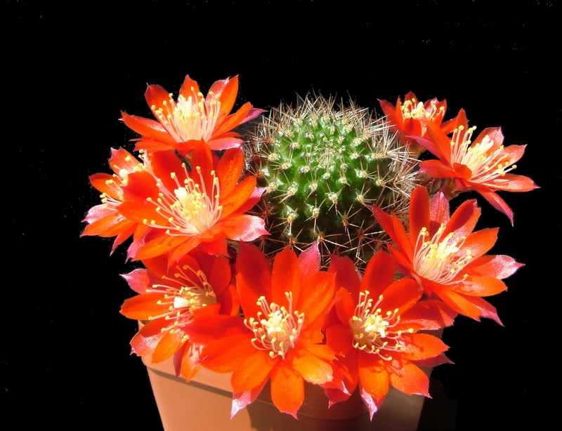 Rebutia pseudominuscula R11