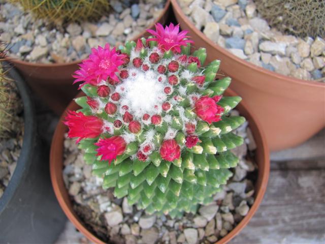 Mammillaria polythele cv. nuda 