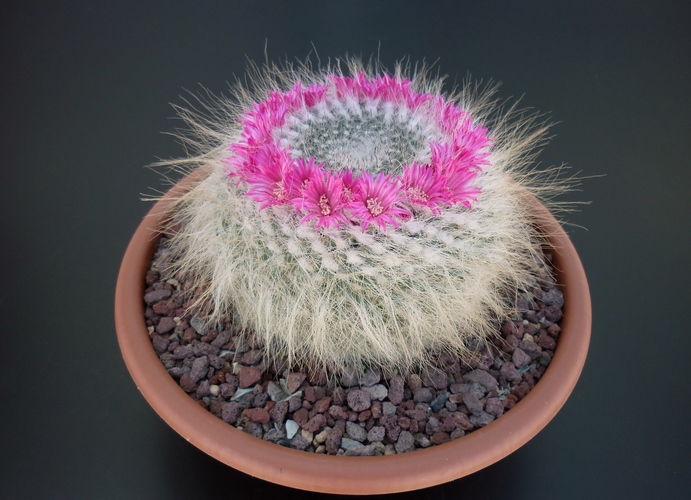 Mammillaria hahniana 