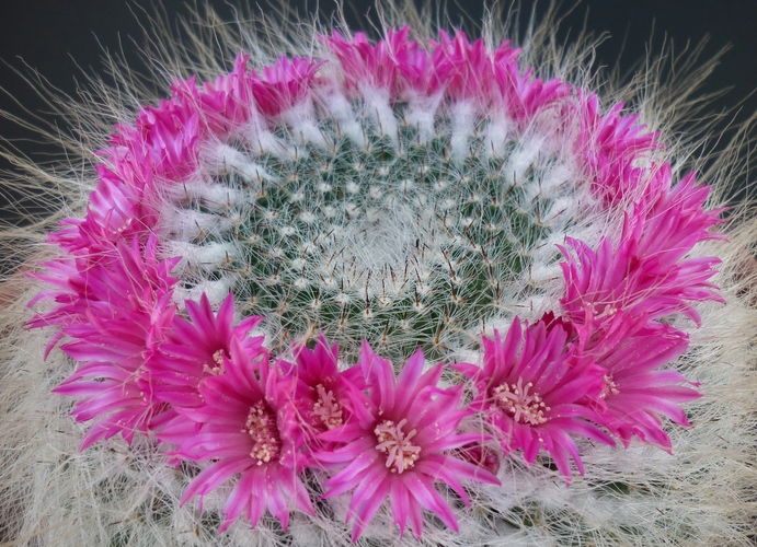 Mammillaria hahniana 