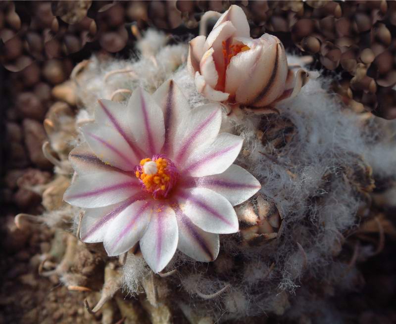 Turbinicarpus panarottoi PAN 68