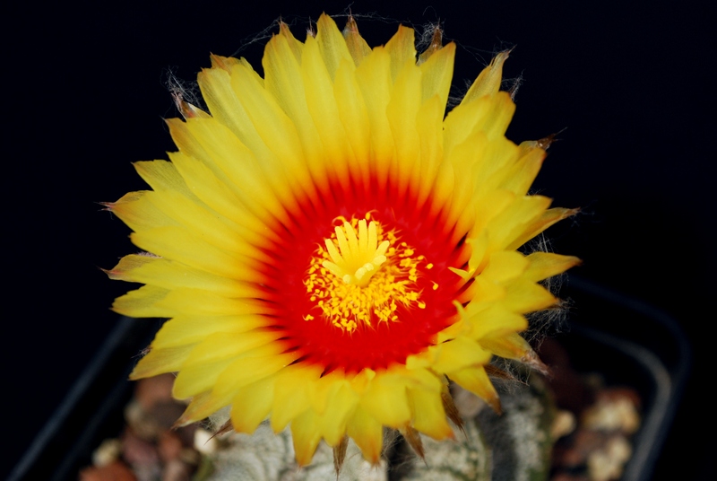 Astrophytum capricorne v. major 