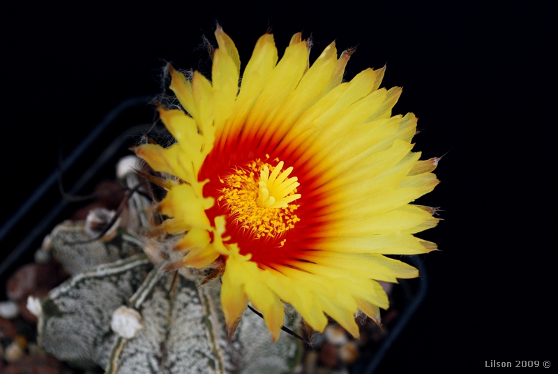 Astrophytum capricorne v. major 