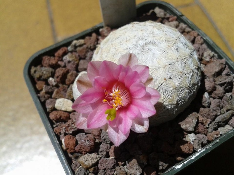 Mammillaria herrerae 