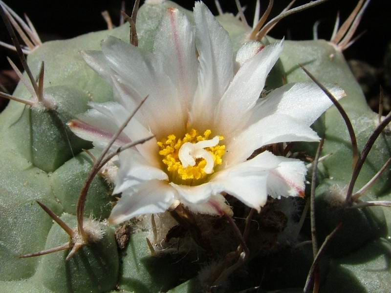 Turbinicarpus polaskii BZ 46