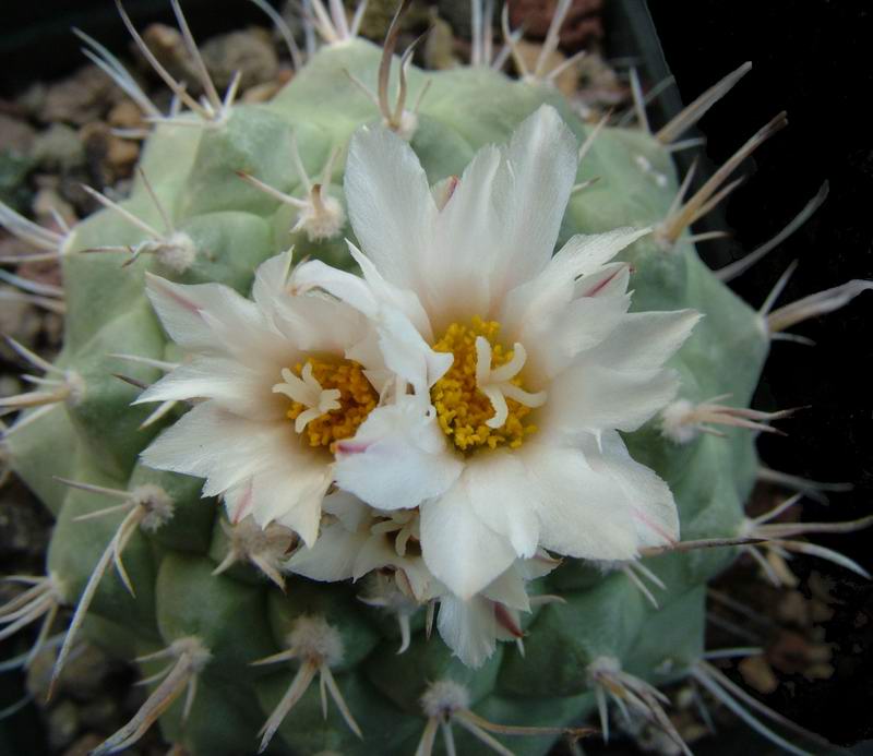 Turbinicarpus polaskii BZ 46