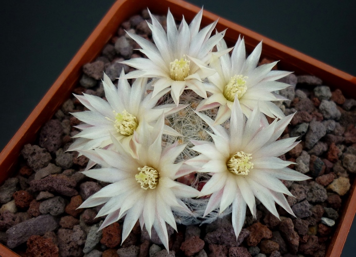 Mammillaria nana ssp. duwei 