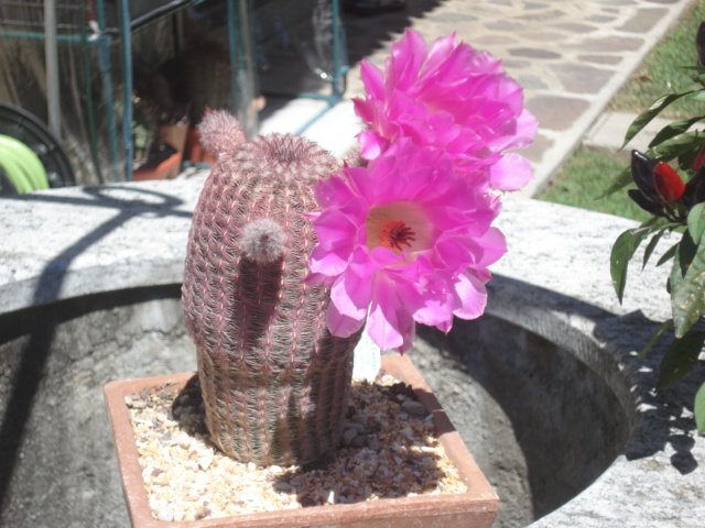 Echinocereus rigidissimus ssp. rubispinus 