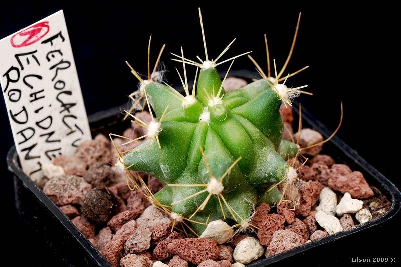 Ferocactus echidne v. rhodanthus 