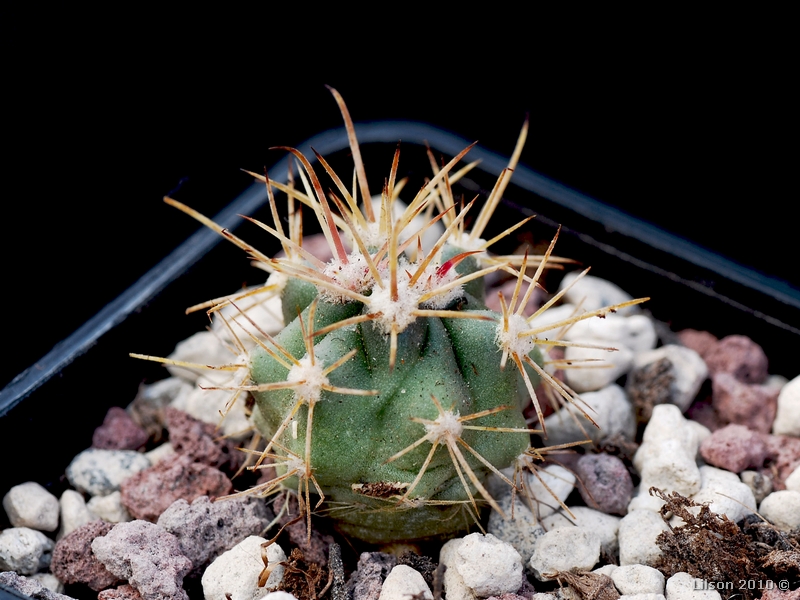 Ferocactus gracilis ssp. gatesii 