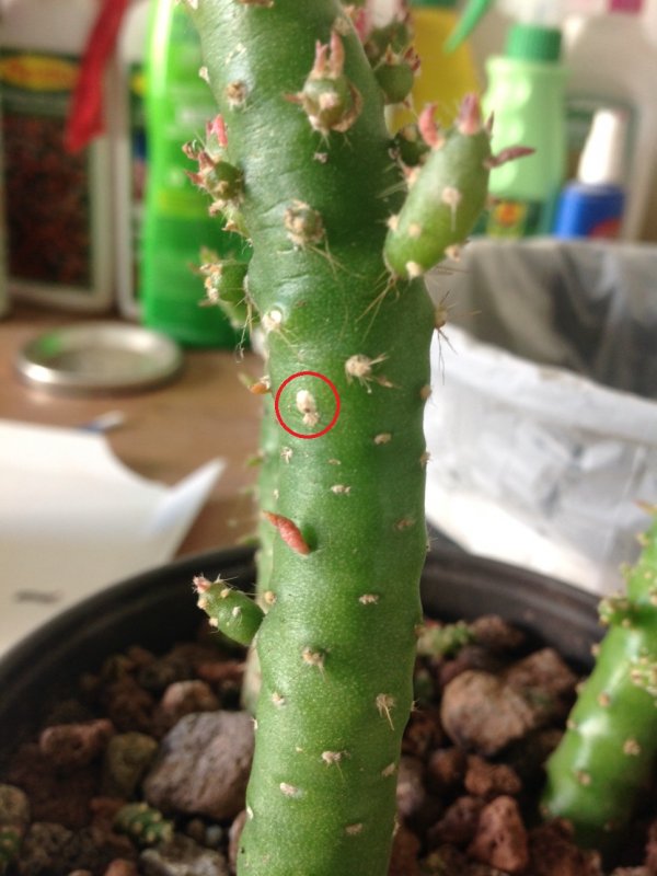 Cactofili - Forum di cactus e succulente :: Leggi argomento - Cocciniglia?