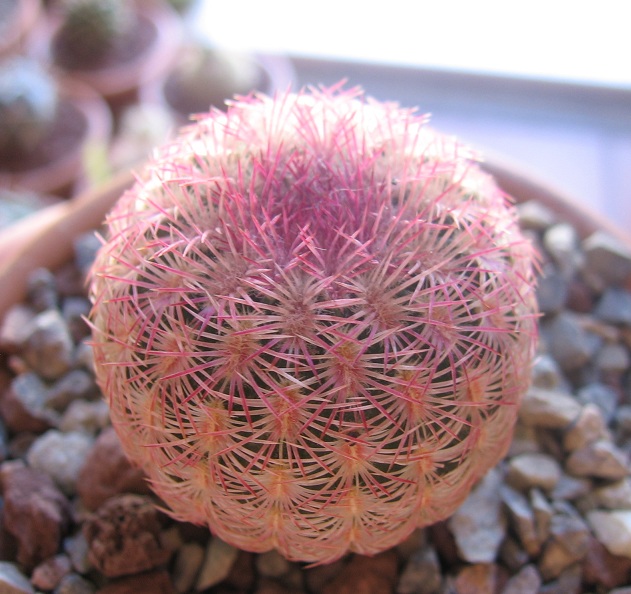 Echinocereus rigidissimus ssp. rubispinus 