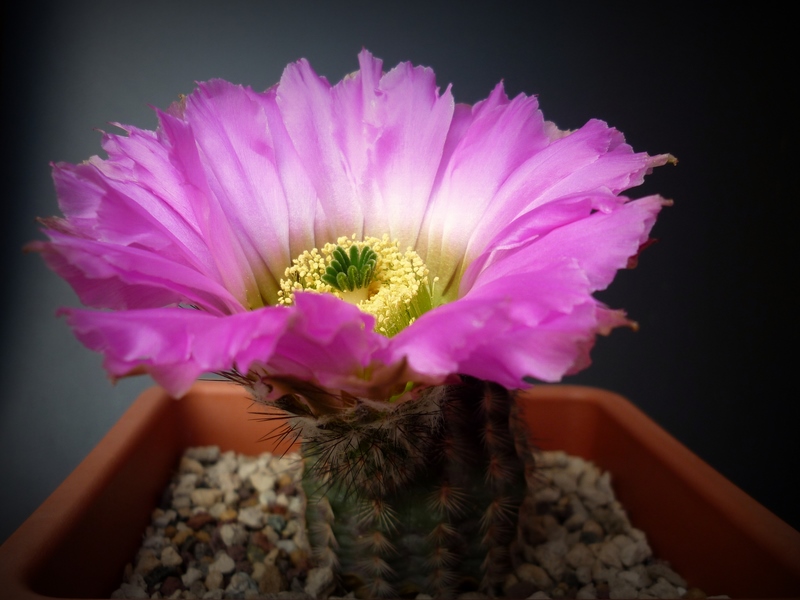 Echinocereus reichenbachii v. albertii 