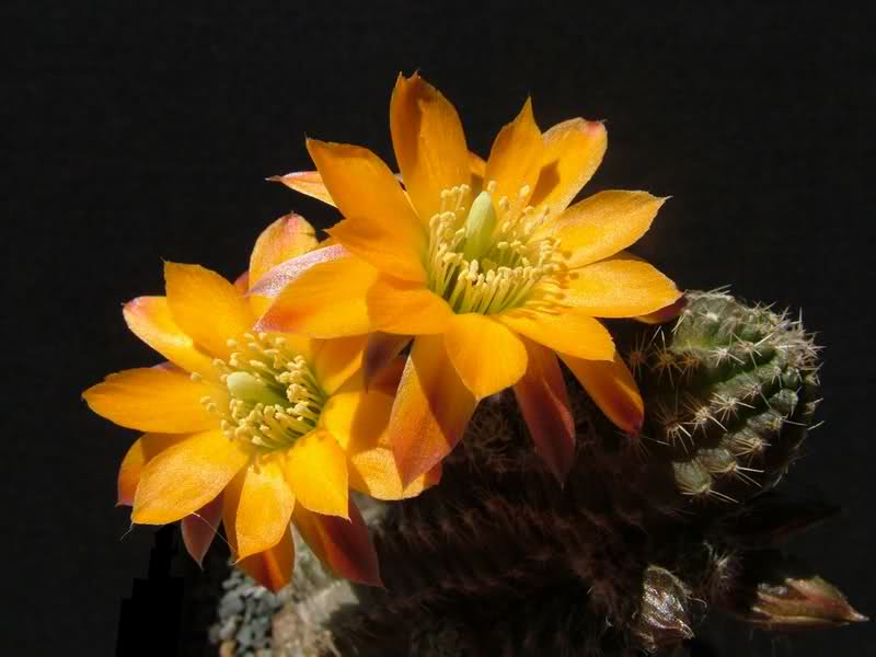 Rebutia rutiliflora FR1113