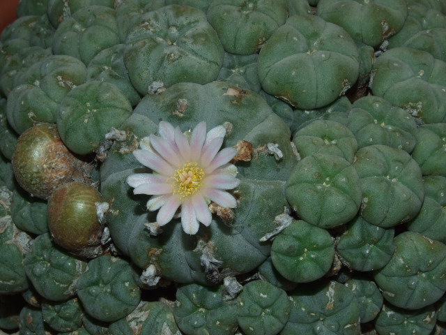 Lophophora williamsii v. caespitosa 