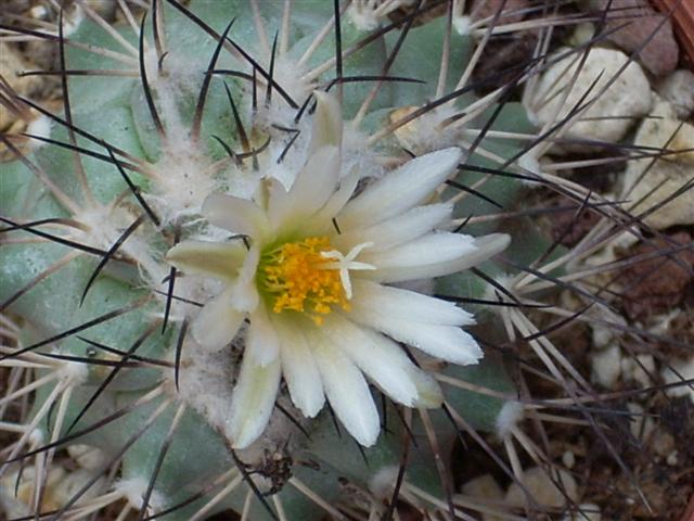 Gymnocactus gielsdorfianus 