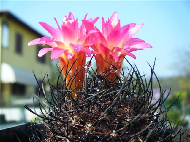 Neoporteria nidus v. multicolor 