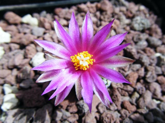 Turbinicarpus pseudopectinatus ssp. jarmilae 