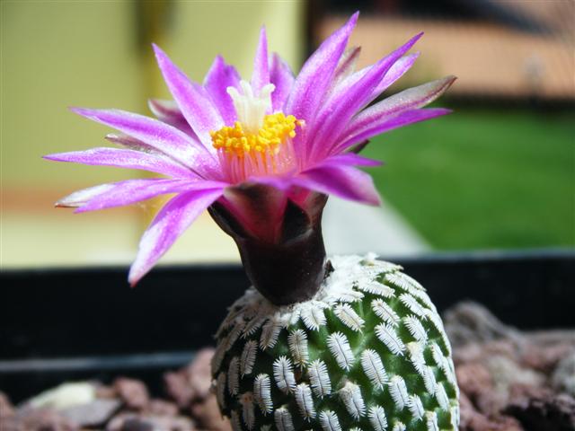 Turbinicarpus pseudopectinatus ssp. jarmilae 