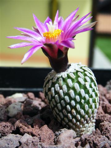 Turbinicarpus pseudopectinatus ssp. jarmilae 