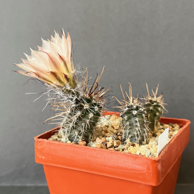 Austrocactus praecox SAR11513