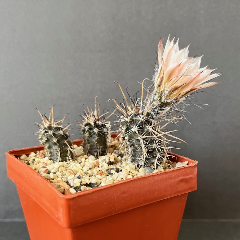 Austrocactus praecox SAR11513