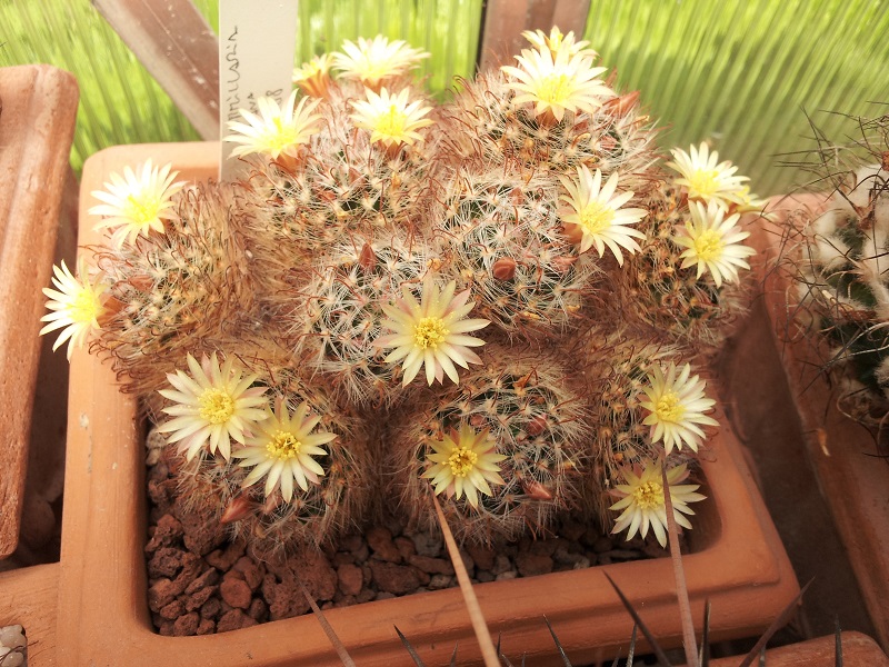 Mammillaria nana 