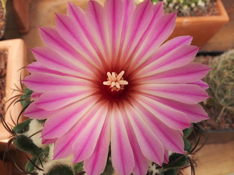 Coryphantha elephantidens 