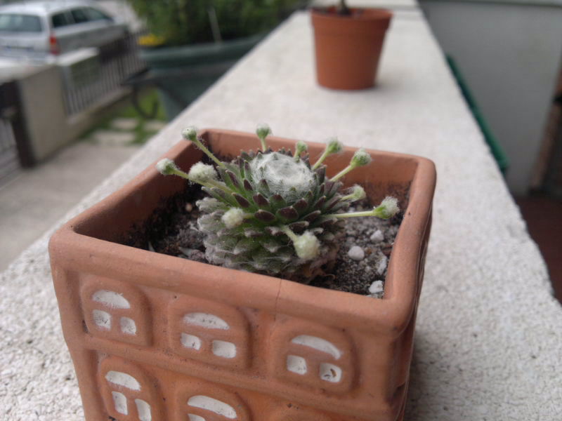 Sempervivum arachnoideum 