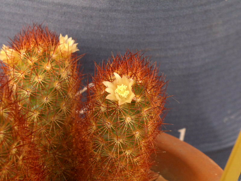 Mammillaria elongata v. rufocrocea 