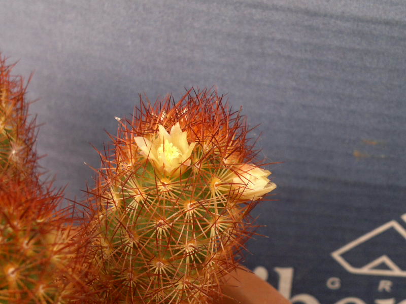 Mammillaria elongata v. rufocrocea 