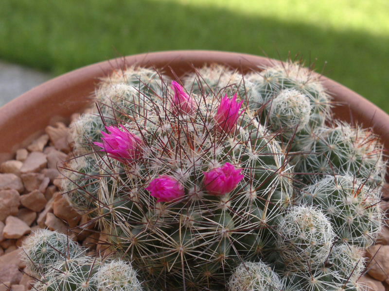 Mammillaria vetula ssp. gracilis cv. roi baudoin yonneux 