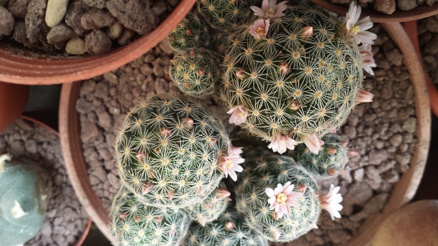 Mammillaria schiedeana ssp. giselae 