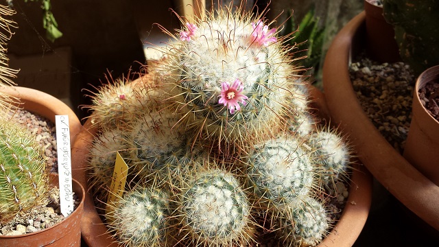 Mammillaria bombycina 