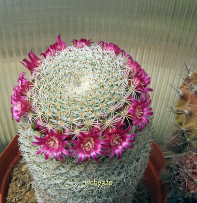 Mammillaria haageana 