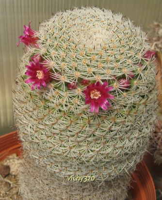 Mammillaria haageana 