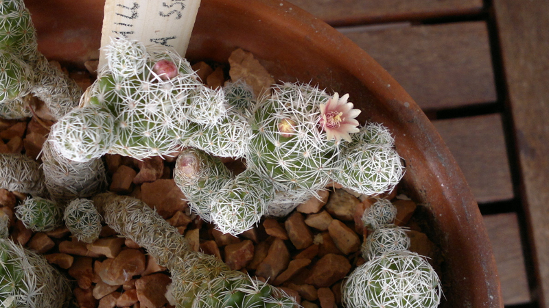 Mammillaria vetula ssp. gracilis 