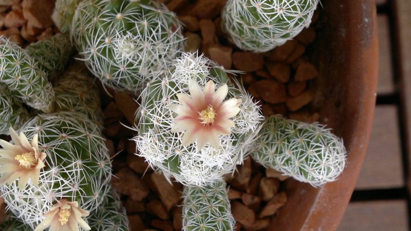 Mammillaria vetula ssp. gracilis 